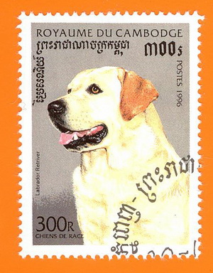 Labrador_Kambodscha_1996.jpg