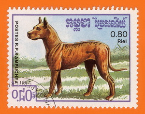 Hund_Kambodscha_1987