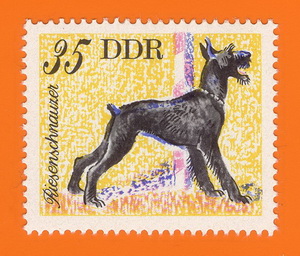 Schnauzer_DDR_1976
