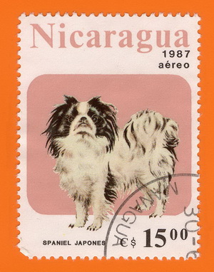 Spaniel_Nicaragua_1987