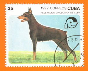 Dobermann_Kuba_1992.jpg