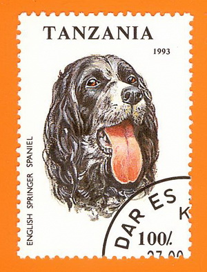 EN_Springer_Spaniel_Tansania_1993.jpg