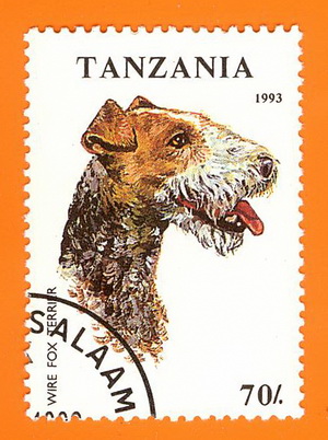 Fox_Terrier_Tansania_1993.jpg