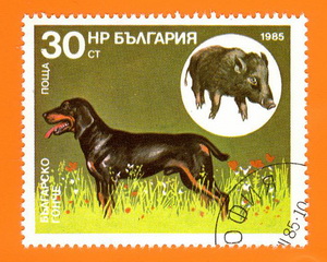 Jagdhund_Bulgarien_1985.jpg