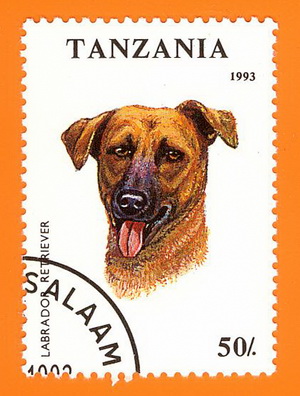 Labrador_Tansania_1993.jpg